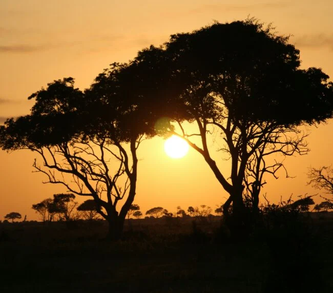 Vzorový itinerář – Uganda: gorily a safari (12 dní)