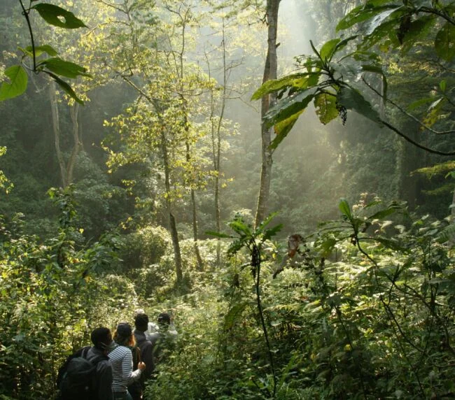 Vzorový itinerář – Uganda: gorily a safari (12 dní)