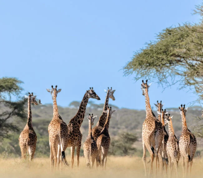 Vzorový itinerář – Tanzanie a Zanzibar (12 dní)