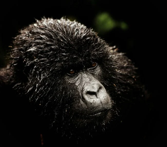 Vzorový itinerář – Uganda: gorily a safari (12 dní)