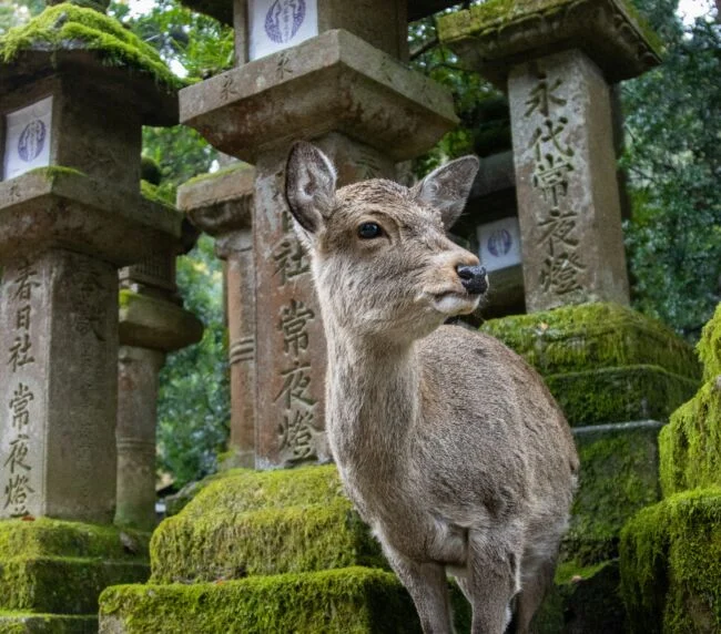 Vzorový itinerář – Japonsko