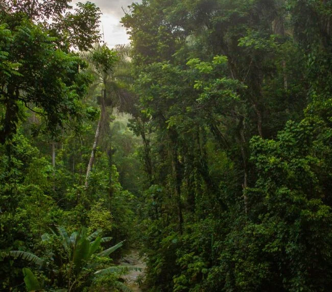 Vzorový itinerář – Amazonie