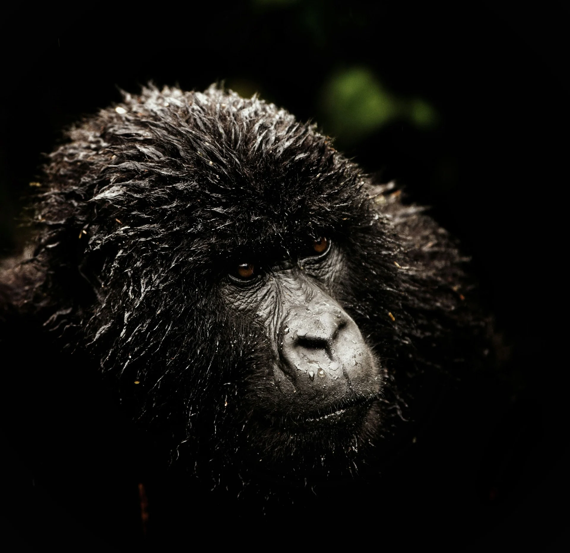 Vzorový itinerář – Uganda: gorily a safari (12 dní)