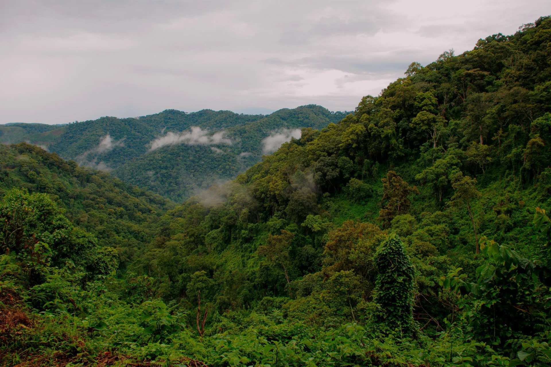 Vzorový itinerář – Uganda: gorily a safari (12 dní)