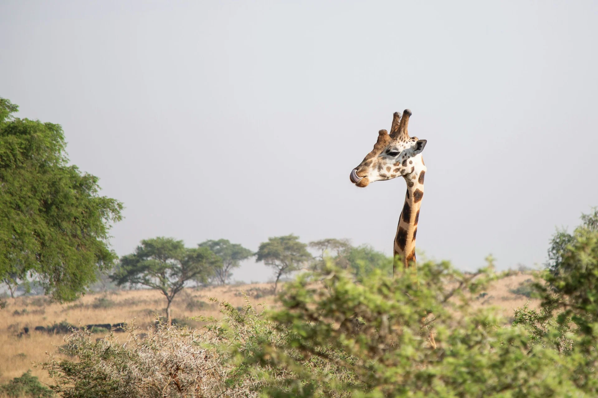 Vzorový itinerář – Uganda: gorily a safari (12 dní)
