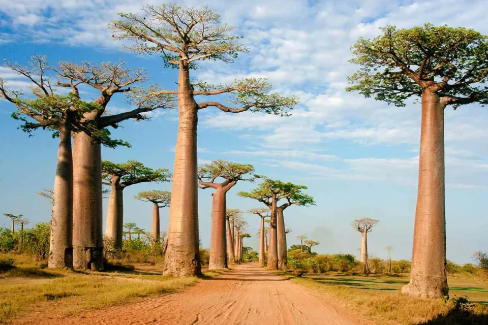 Madagaskar