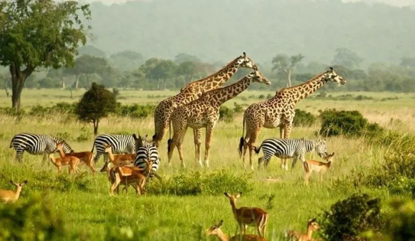 Vzorový itinerář – Uganda: gorily a safari (12 dní)