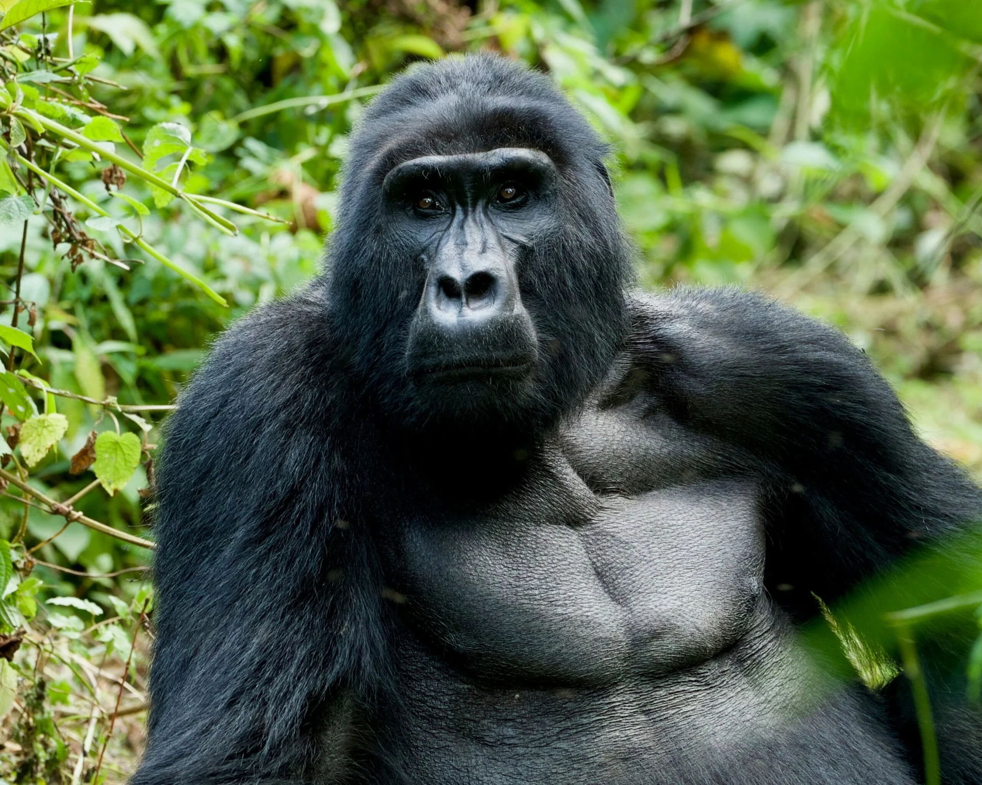 Vzorový itinerář – Uganda: gorily a safari (12 dní)