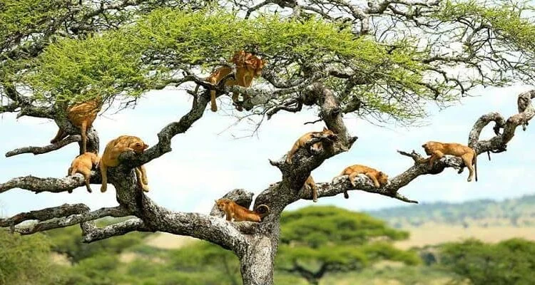 Vzorový itinerář – Uganda: gorily a safari (12 dní)