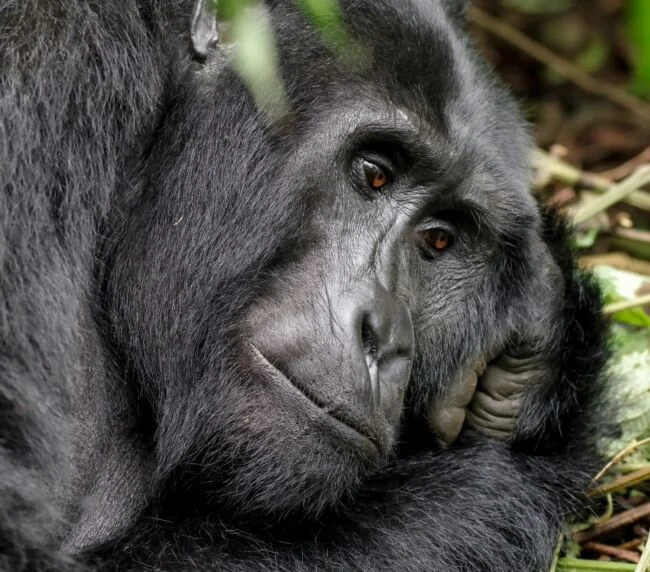 Vzorový itinerář – Uganda: gorily a safari (12 dní)