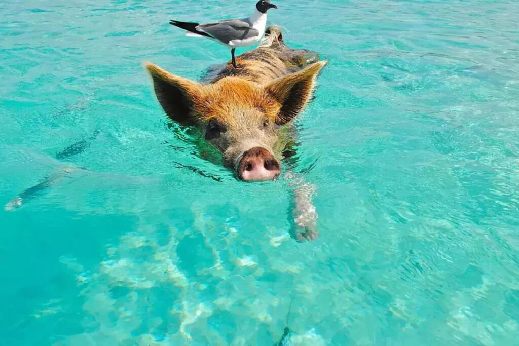 Bahamy
