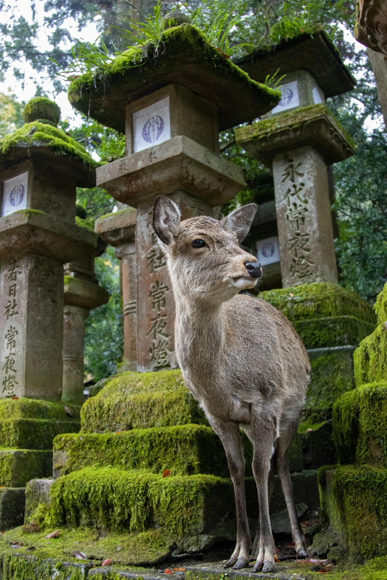 Vzorový itinerář – Japonsko