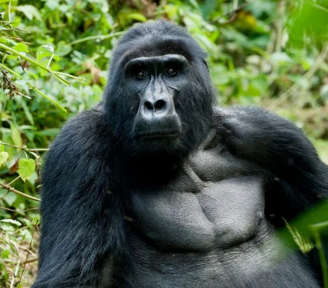 Vzorový itinerář – Uganda: gorily a safari (12 dní)