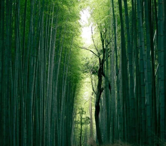 Vzorový itinerář – Japonsko