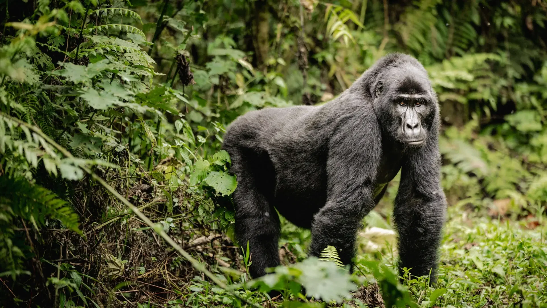 Vzorový itinerář – Uganda: gorily a safari (12 dní)
