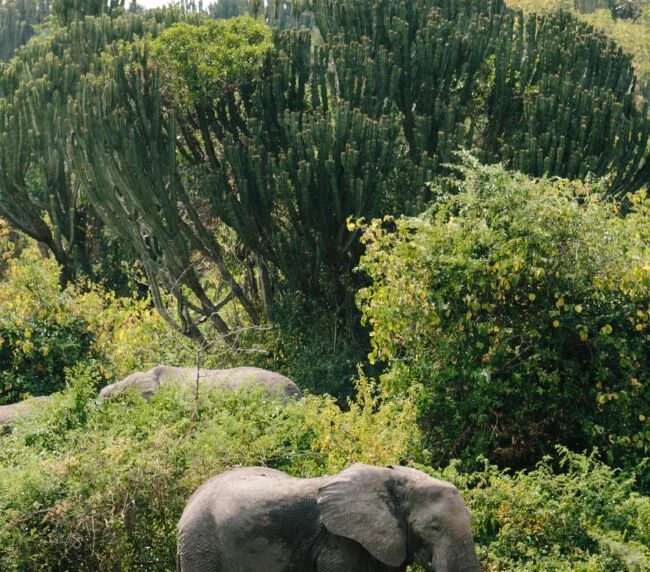 Vzorový itinerář – Uganda: gorily a safari (12 dní)