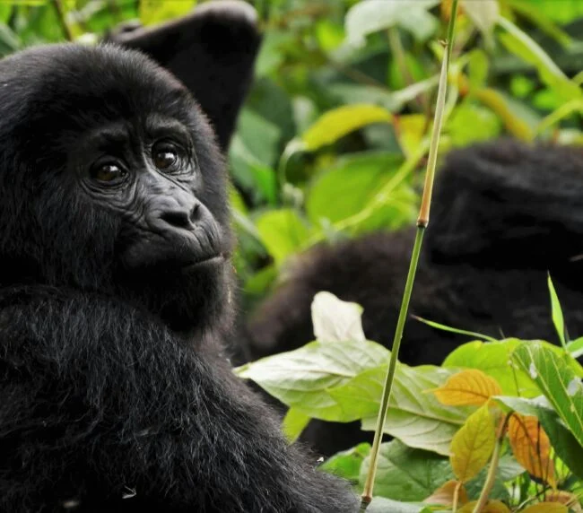 Vzorový itinerář – Uganda: gorily a safari (12 dní)