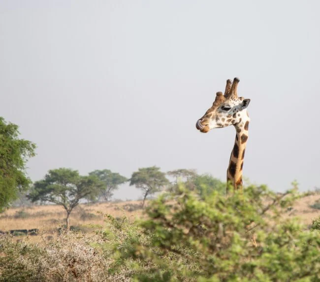 Vzorový itinerář – Uganda: gorily a safari (12 dní)
