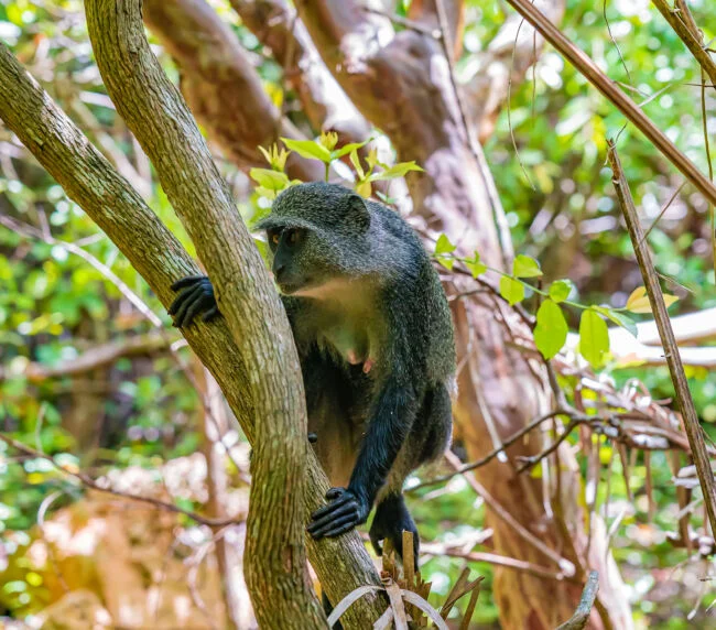 Vzorový itinerář – Tanzanie a Zanzibar (12 dní)