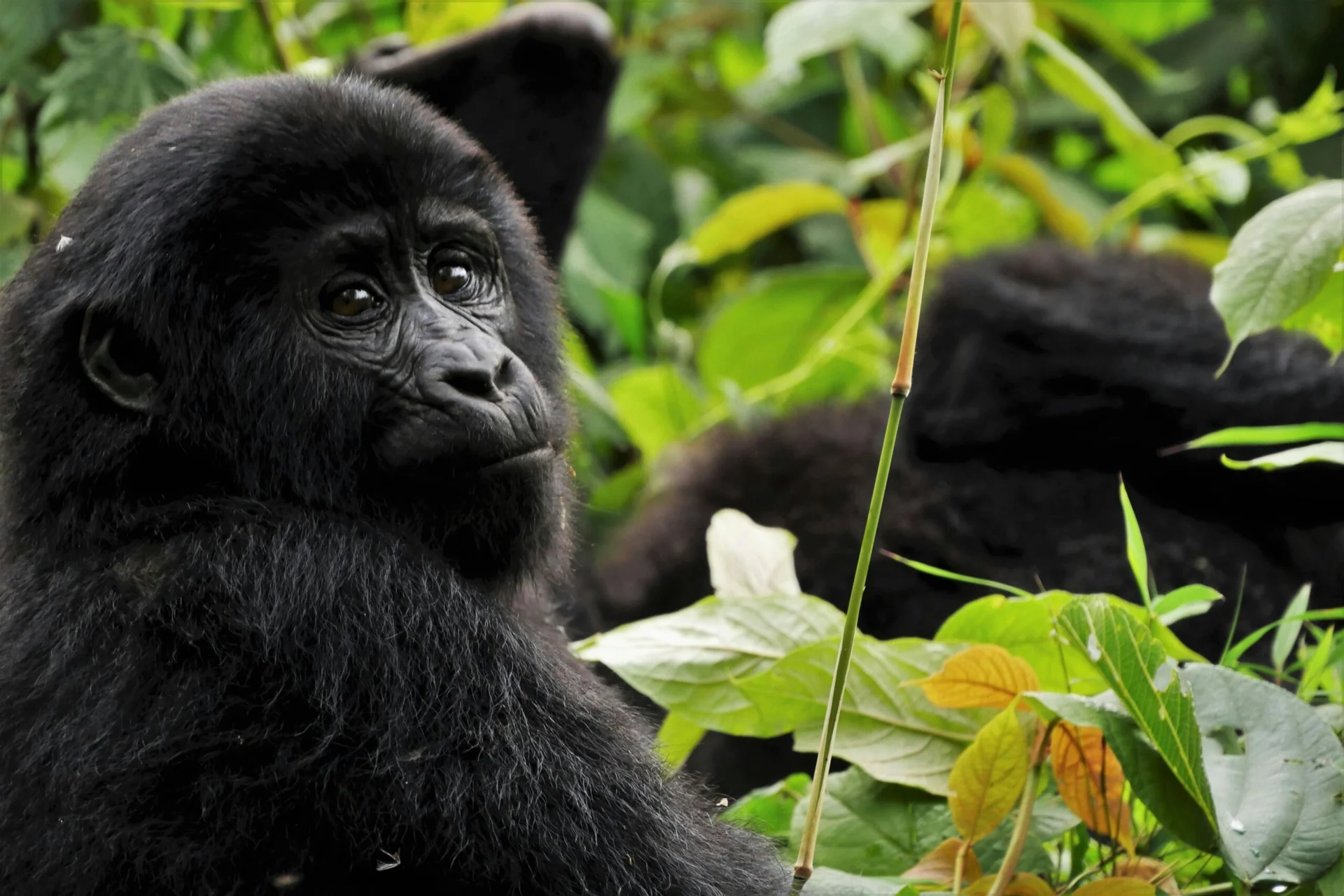 Vzorový itinerář – Uganda: gorily a safari (12 dní)