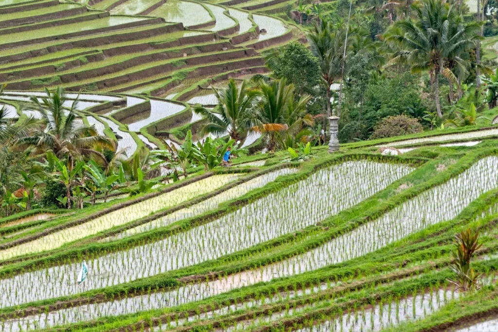 Bali